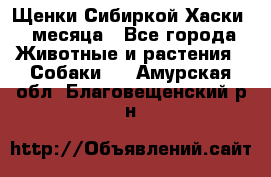 Щенки Сибиркой Хаски 2 месяца - Все города Животные и растения » Собаки   . Амурская обл.,Благовещенский р-н